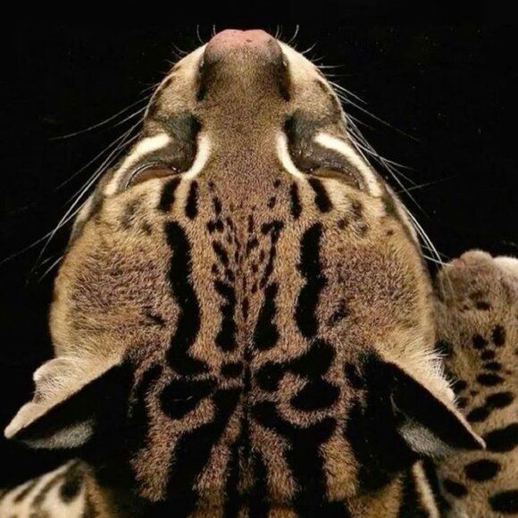 Cute! Cable & Gauge Animal Print Sweater in Black White & Tan - Picture 5 of 5